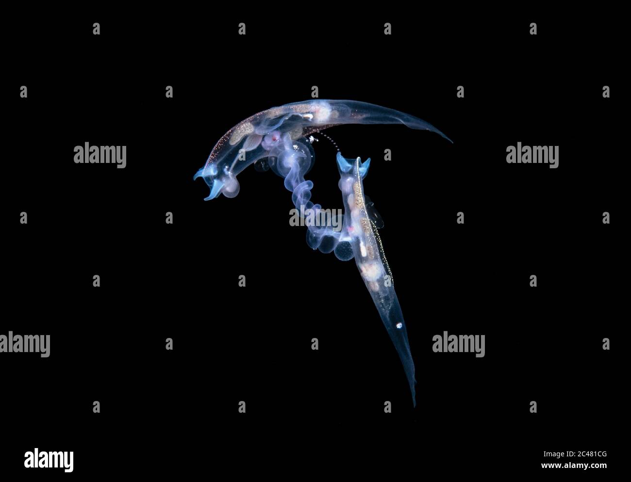 Pelagische Nudibranch, Philliroe-Arten, Paar, Paarung, zum ersten Mal fotografiert während Schwarzwasser-Drift-Tauchgang in der Nähe der Oberfläche in 600 + Fuß Wat Stockfoto