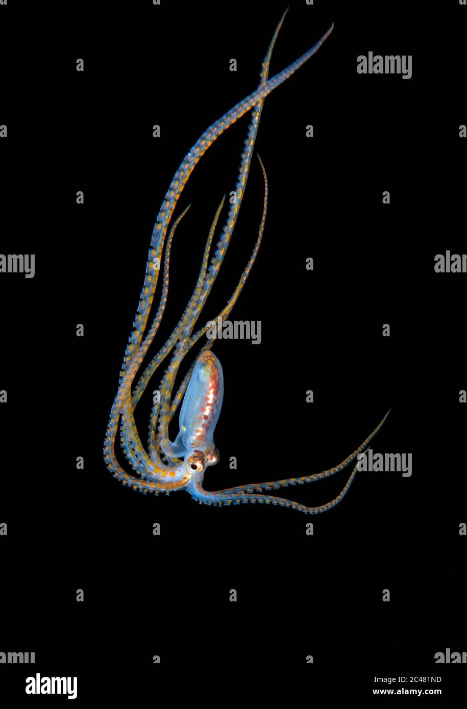 Long Arm Octopus, Abdoopus Species, paralarva, fotografiert bei 80 Fuß während eines Schwarzwassertauchgangs über tiefem Wasser. Anilao, Philippinen, Pazifischer Ozean. Stockfoto
