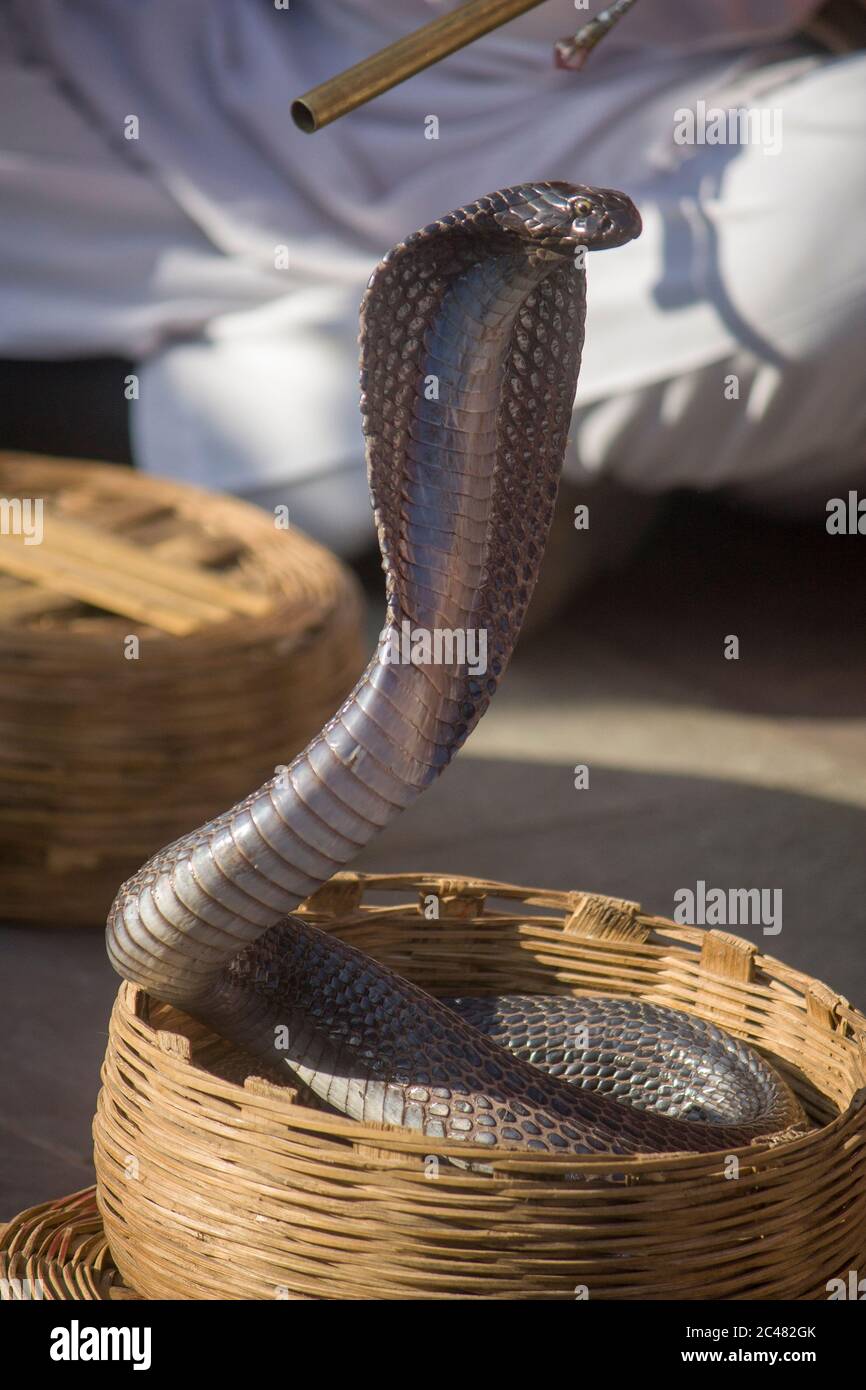 Eine indien Kobra im Korb des Snake Charmer Jaipur Indien. Die indische Kobra wird in der indischen Mythologie und Kultur verehrt. Stockfoto