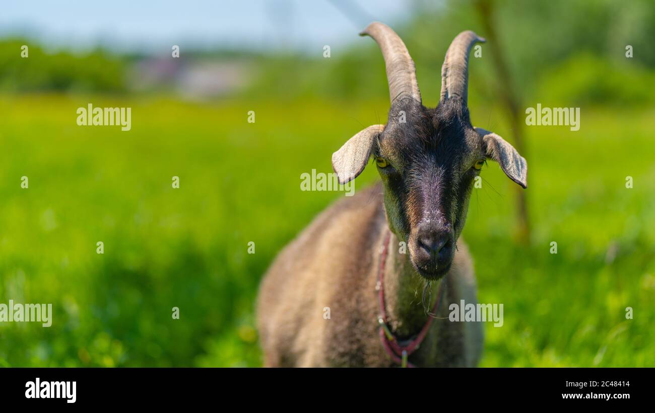 Nahaufnahme der erwachsenen Ziege grasen in grünen Wiese. Stockfoto