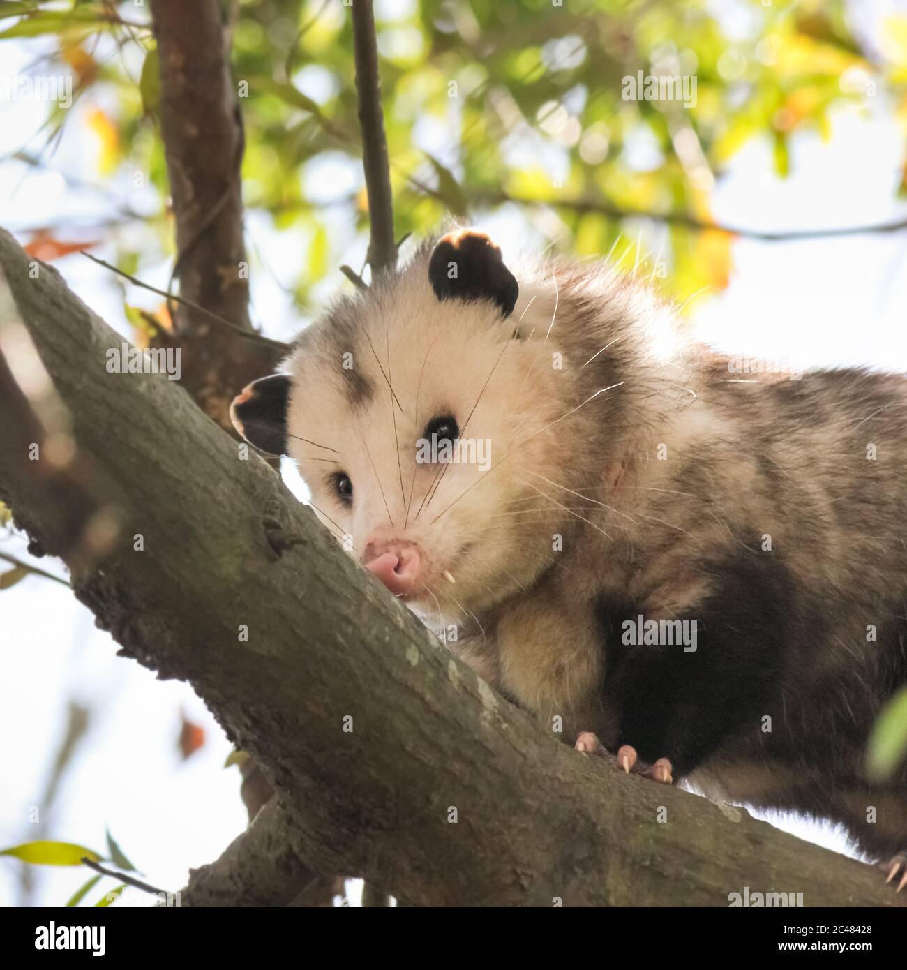 Männlicher Opossum, der seine schnauzenartige Nase auf dem Ast reibt. Stockfoto