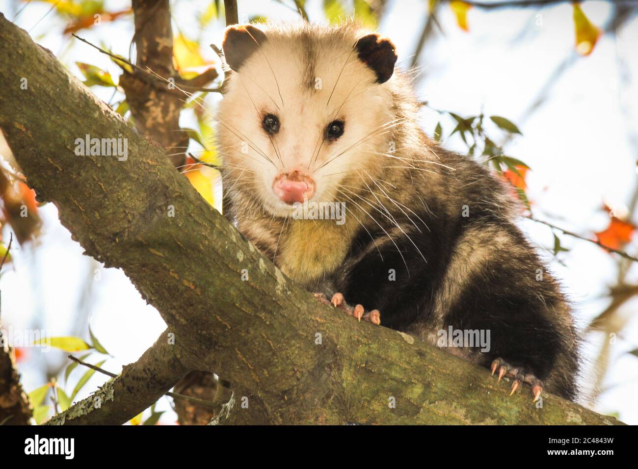 Männlicher Opossum, der auf einem Ast klettert Stockfoto