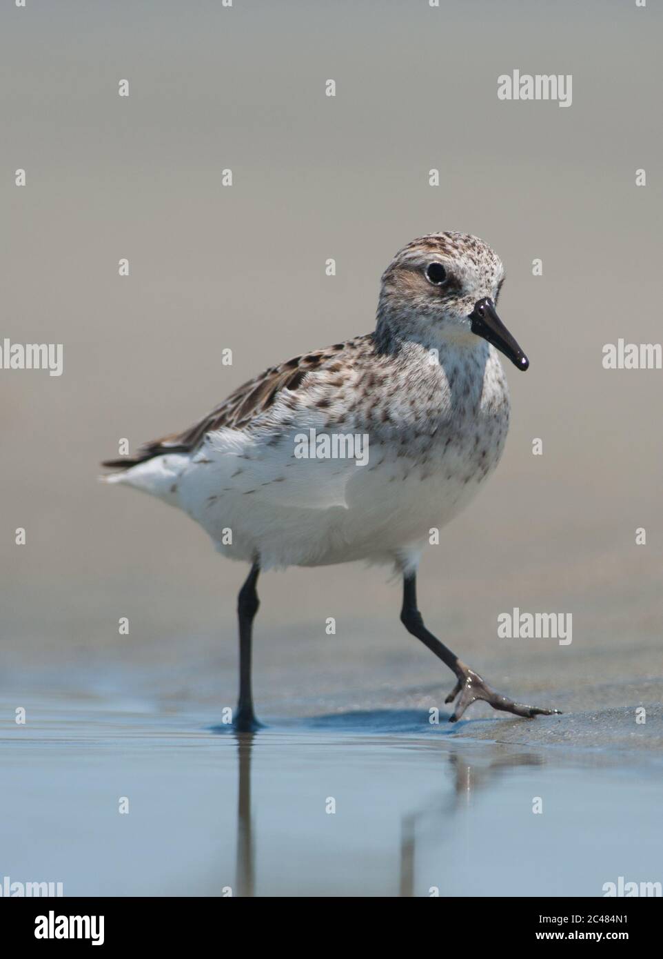 Nahaufnahme von Shore Bird, Sanderling im Wasser Stockfoto