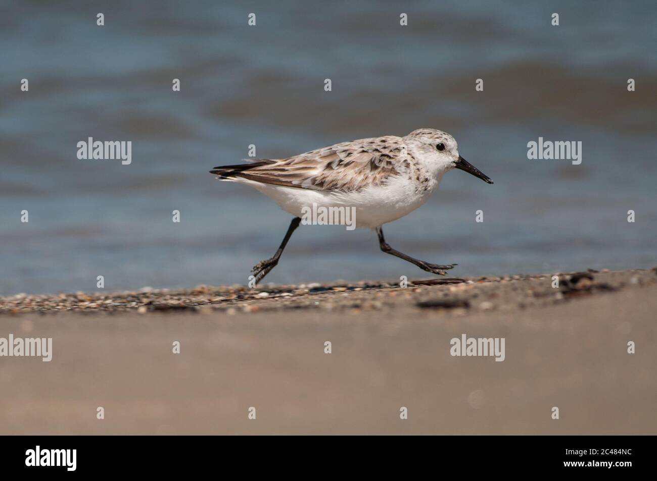 Nahaufnahme von Shore Bird, Sanderling im Wasser Stockfoto