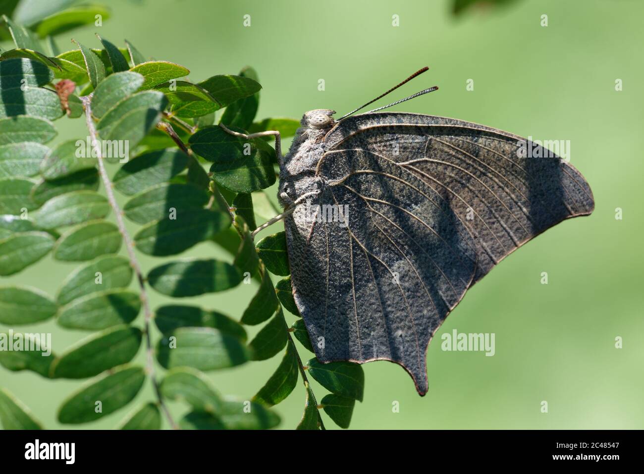 Goatweed Leafwing versteckt Stockfoto