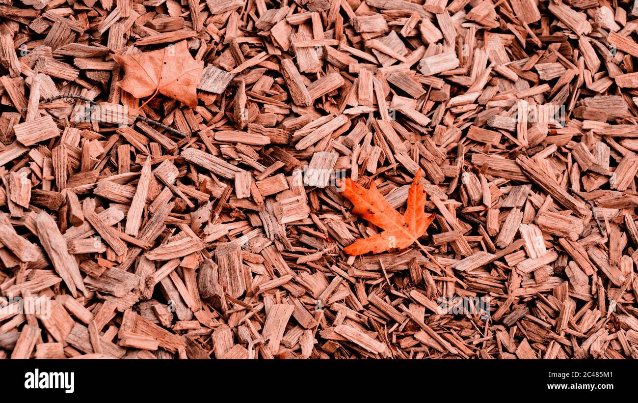 Orange Herbst Ahornblatt auf zerkleinerten Zedernbaum Rinde Textur Hintergrund Nahaufnahme. Kofferraum. Alte Baumrinde Hintergrund oder Textur. Braun geschreddert Stockfoto