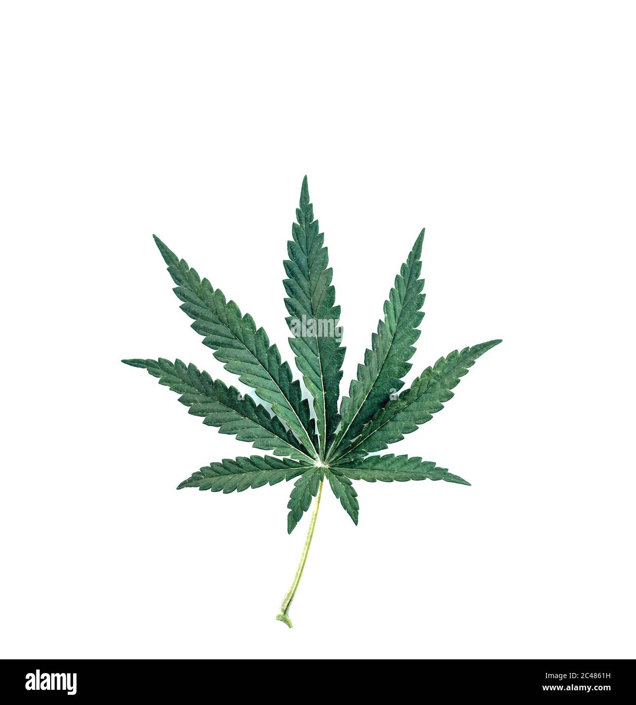 Ein junges grünes Cannabisblatt auf einem weißen isolierten Hintergrund. Stockfoto