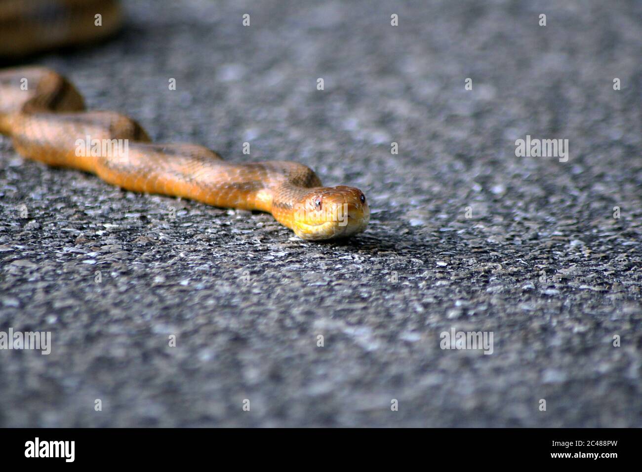 Nahaufnahme einer hellbraunen und gelben Schlange, die gleite Auf dem Boden Stockfoto