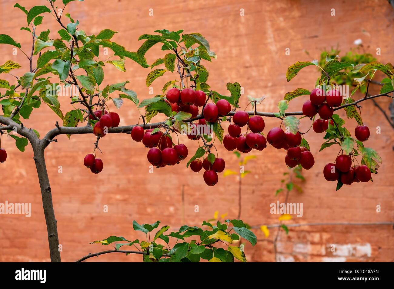 Ein espaliered Krabbenapfelbaum gegen eine ockerfarbene Limettenwand Stockfoto