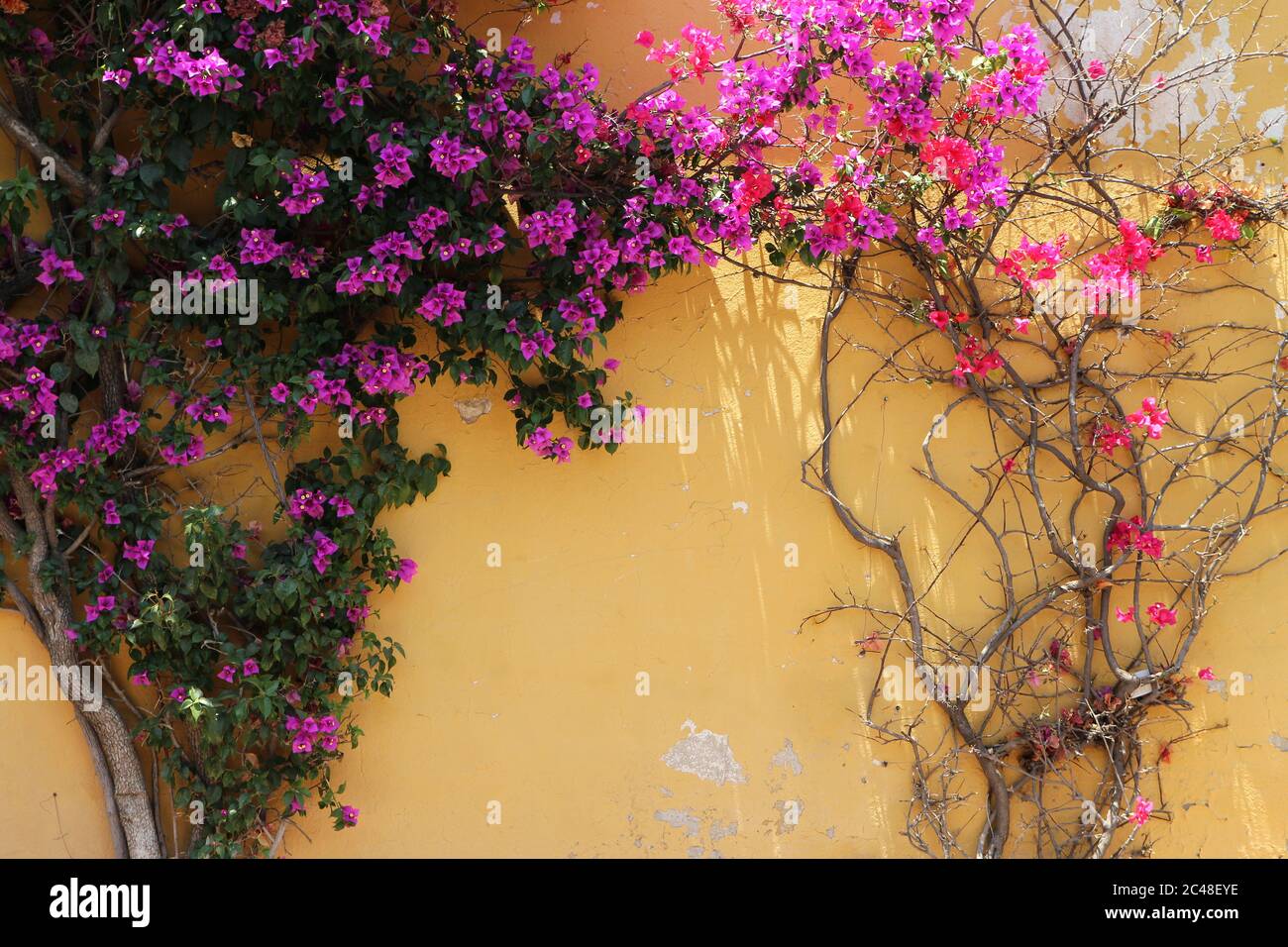Künstlerische tropische Blumendekoration der Wand. Stockfoto
