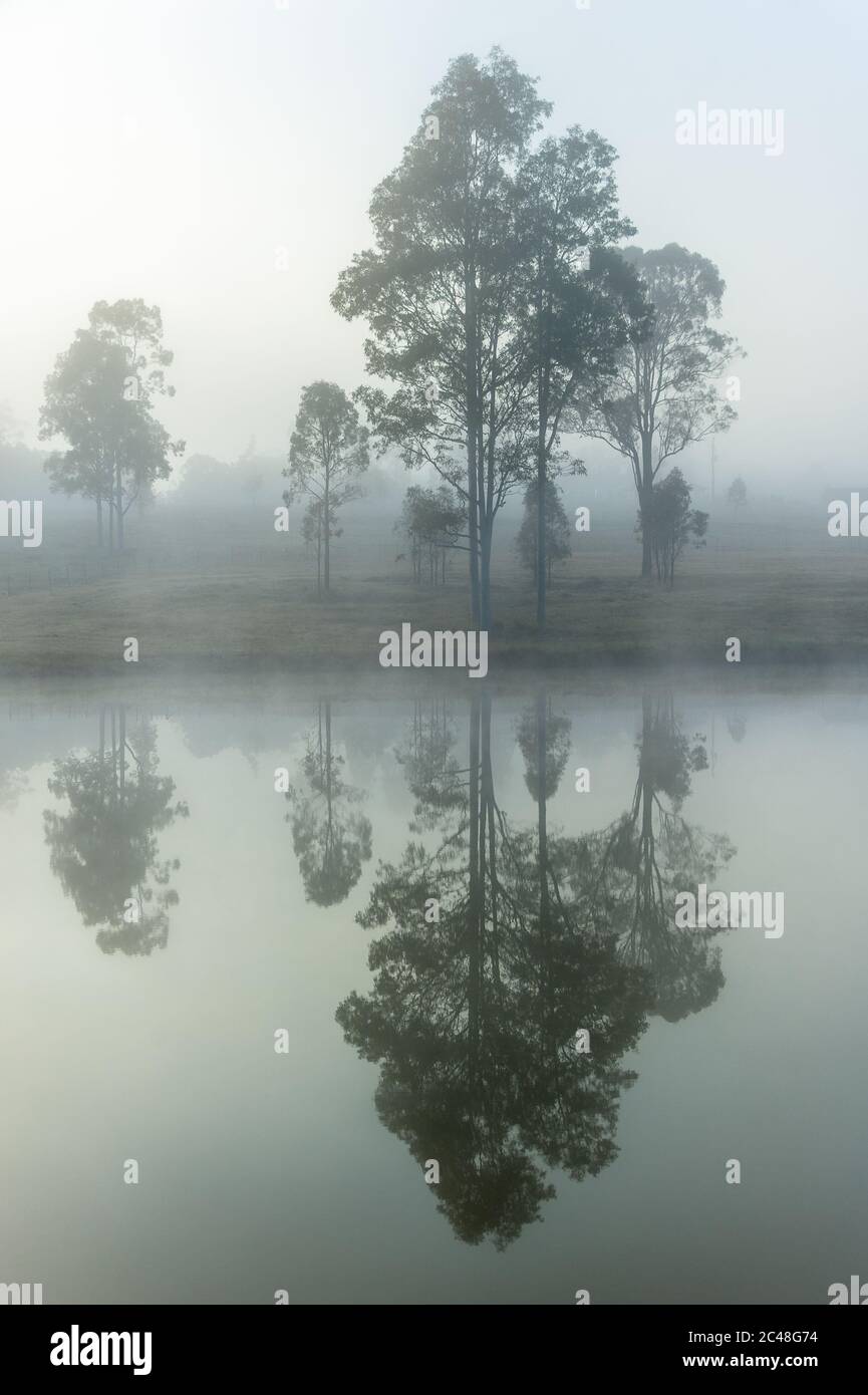 An einem nebligen Morgen im Hunter Valley in New South Wales in Australien spiegeln sich im ruhigen Wasser eines Staudamms Gummibäume. Stockfoto
