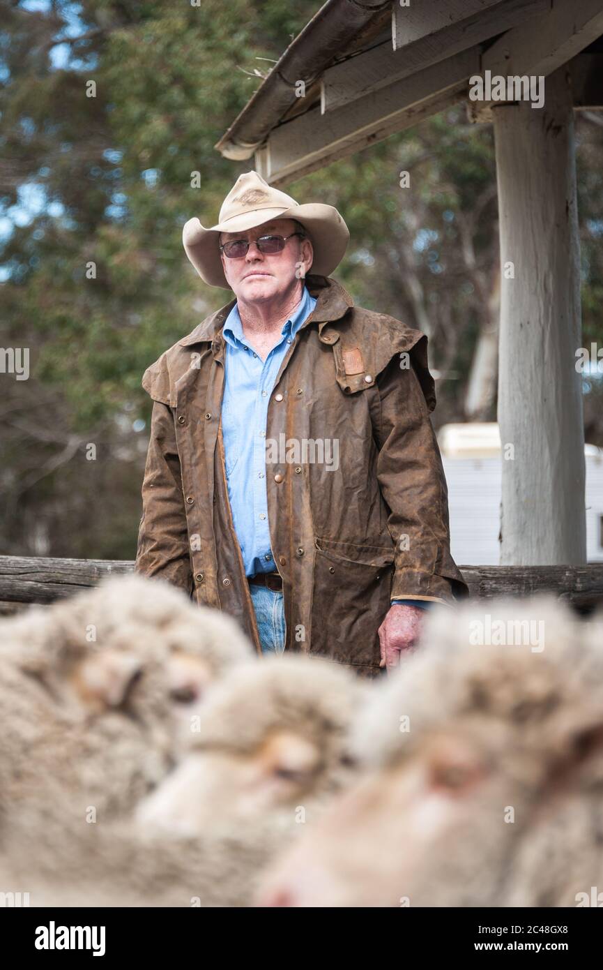 Der Manager der Schafstation hält mit einer Herde Schafe nachdenklich in einer Feder inne, bevor die Schur an der Laura Station in New South Wales, Australien, beginnt. Stockfoto