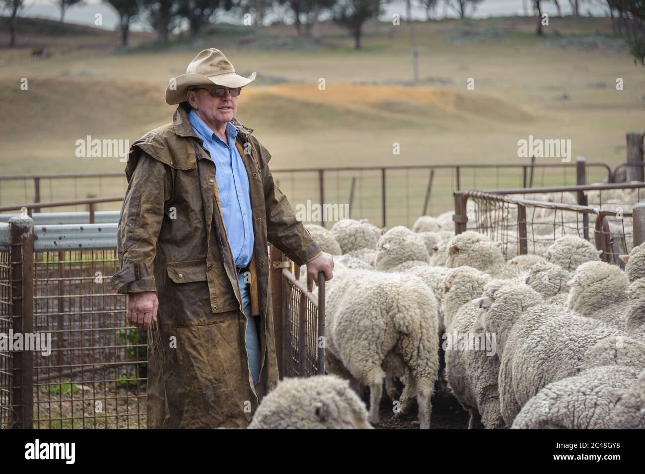 Der Manager der Schafstation hält mit einer Herde Schafe nachdenklich in einer Feder inne, bevor die Schur an der Laura Station in New South Wales, Australien, beginnt. Stockfoto