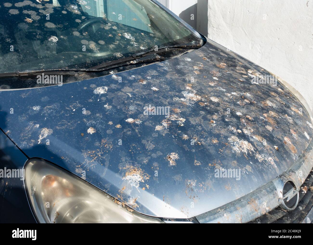Vogelkot auf dem Auto geparkt unter einem Baum Stockfoto