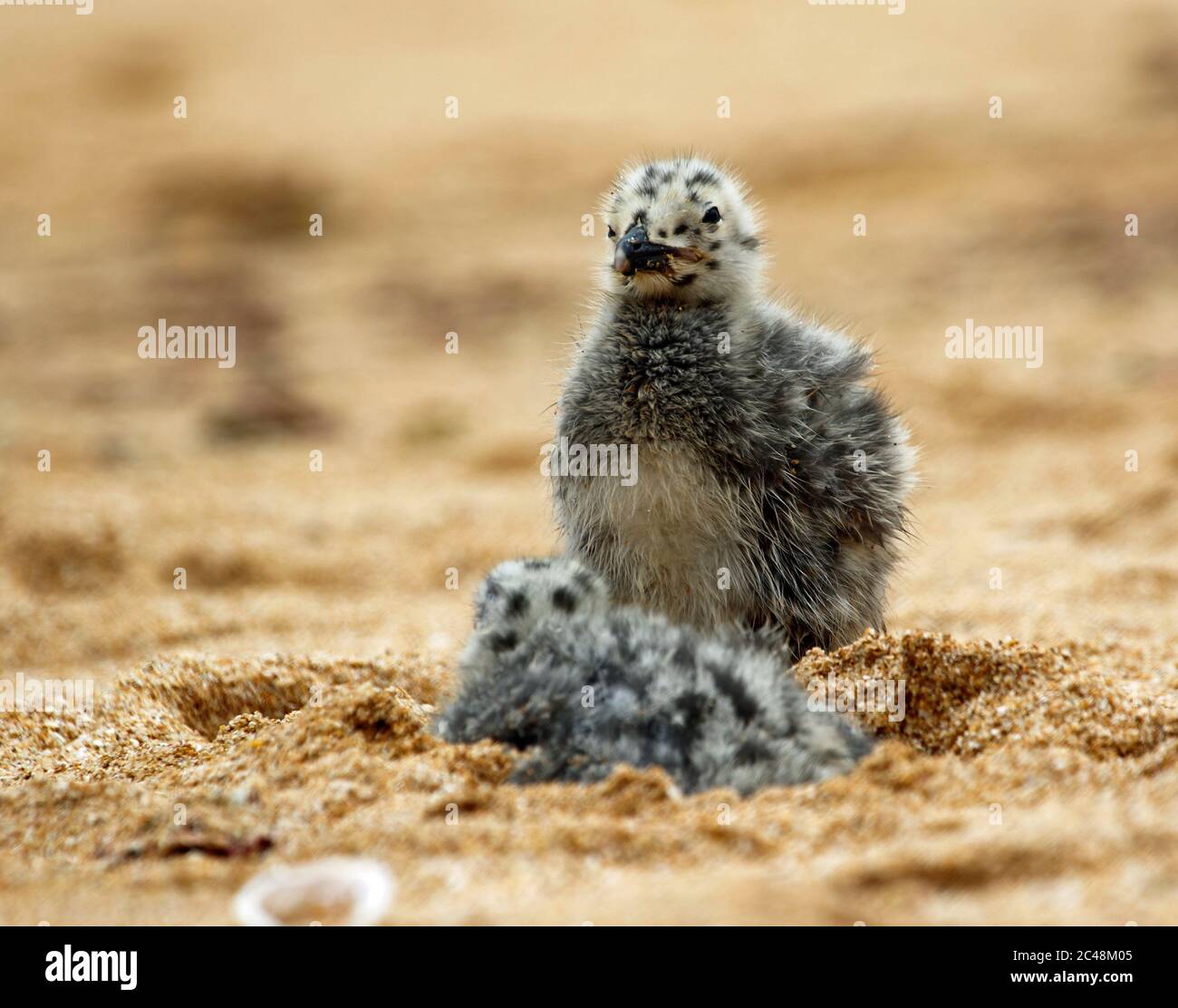 Gelbbeinige Möwenküken im Sand an einem portugiesischen Strand Stockfoto