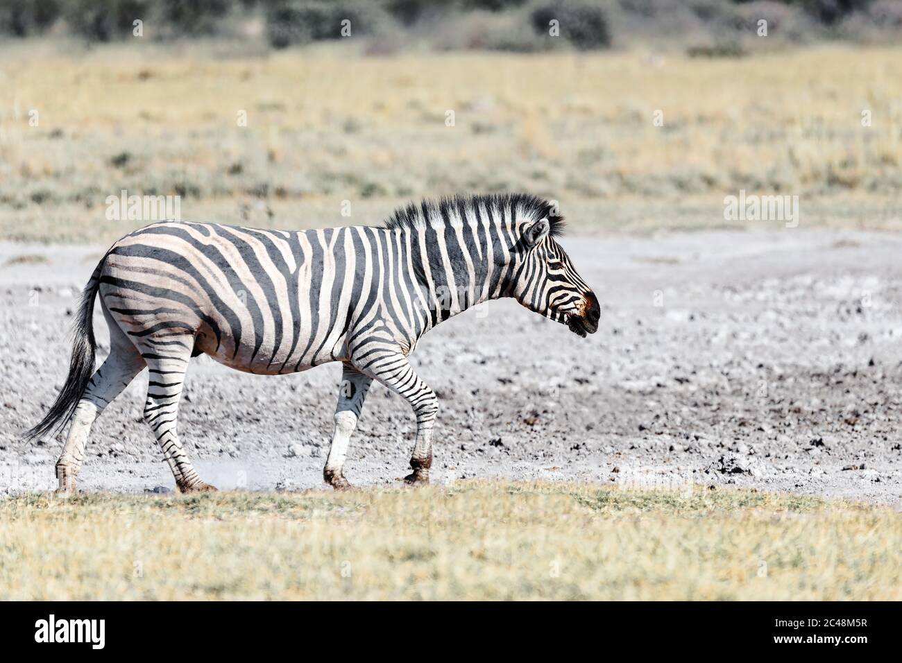 Zebras im afrikanischen Busch am Wasserloch. Moremi Game Reserve, Botswana, Afrika Safari Wildlife Stockfoto