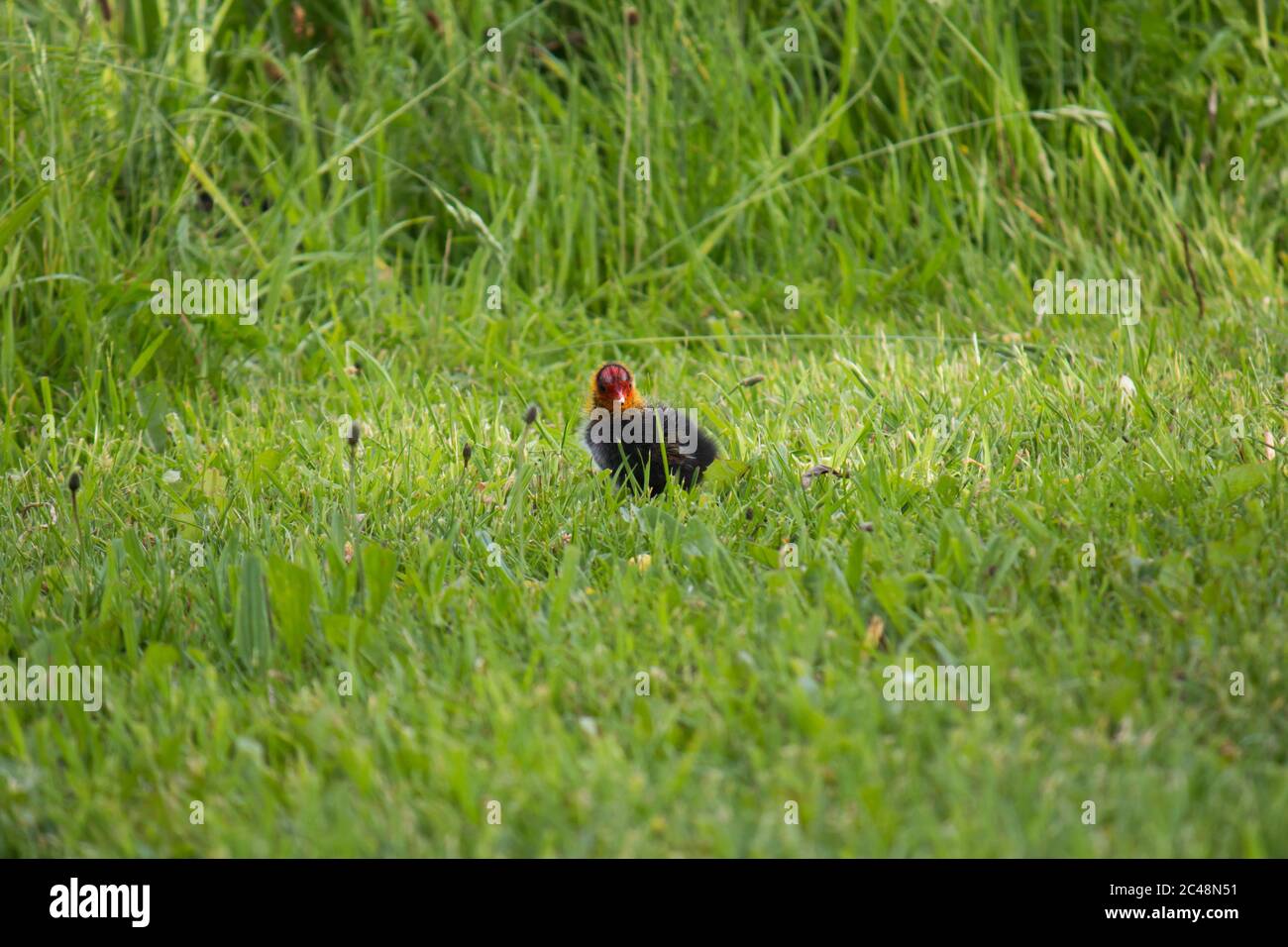 Gewöhnlicher Ruß (Fulica atra) Küken im Gras auf eigene Faust Stockfoto