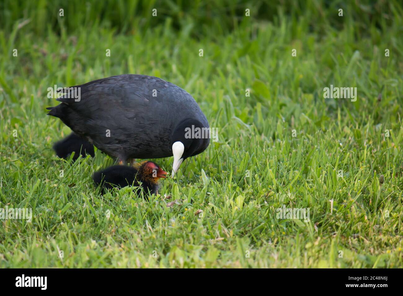 Erwachsene eurasische Ruß (Fulica atra) Fütterung jung im Rasen Stockfoto