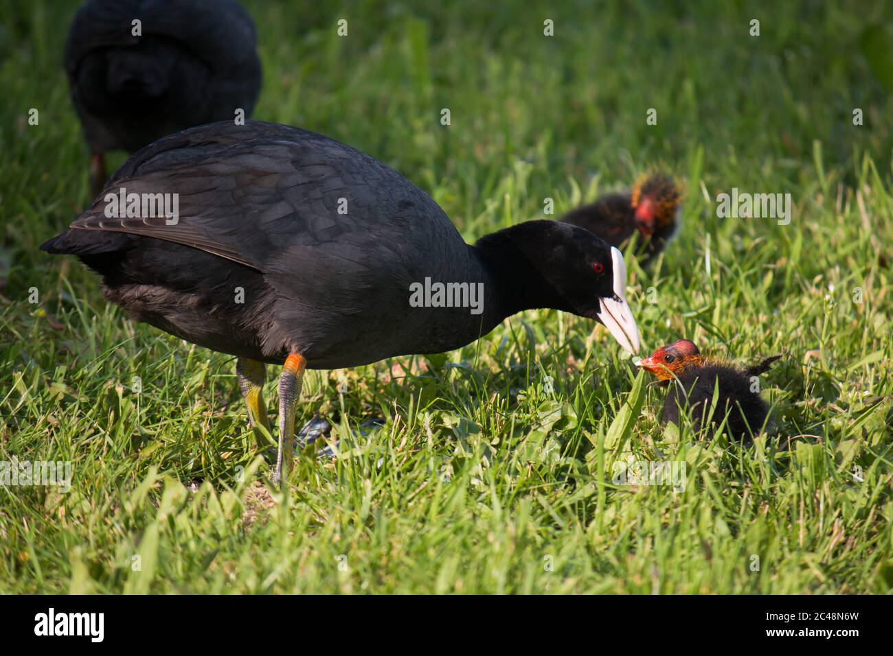 Erwachsene eurasische Ruß (Fulica atra) Fütterung jung im Rasen Stockfoto