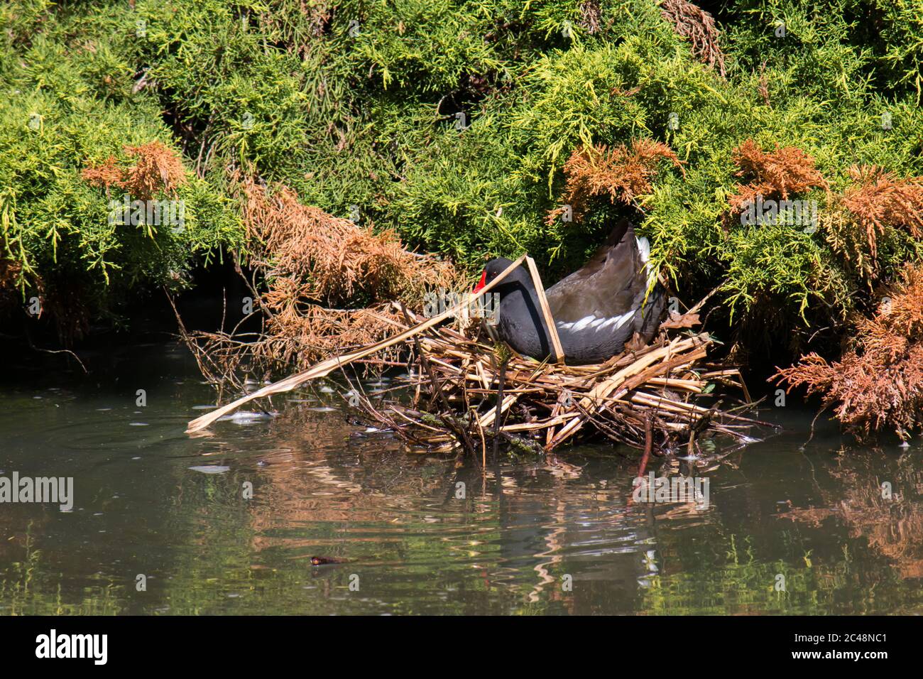 Moorhuhn (Gallinula chloropus) Gebäude Nest Stockfoto