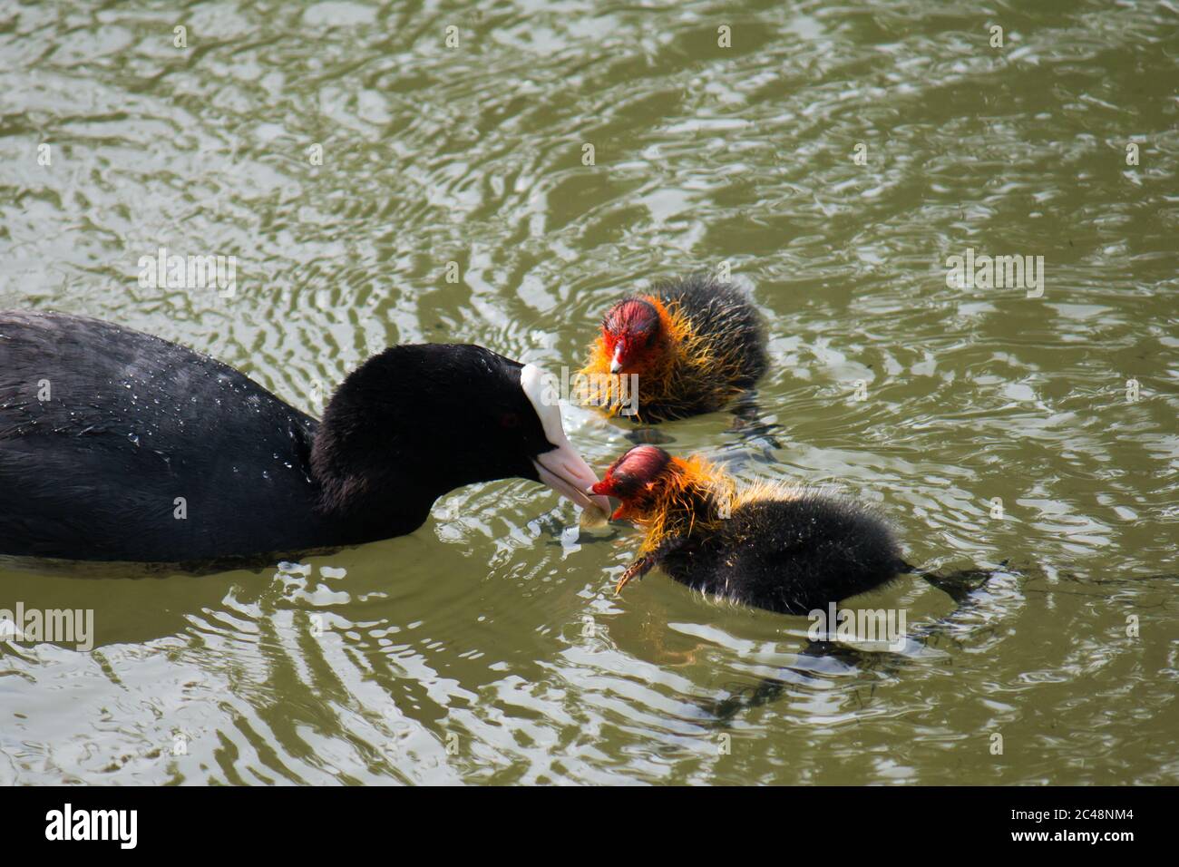 Erwachsene eurasische Rute (Fulica atra) füttern Jungen im Wasser Stockfoto