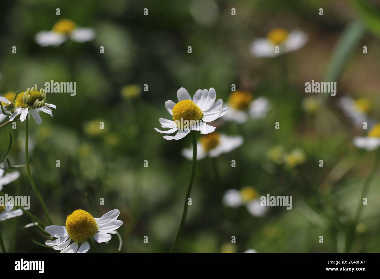 Schöne, unbebaute Wildblume auf einem österreichischen Wildblumenfeld Stockfoto