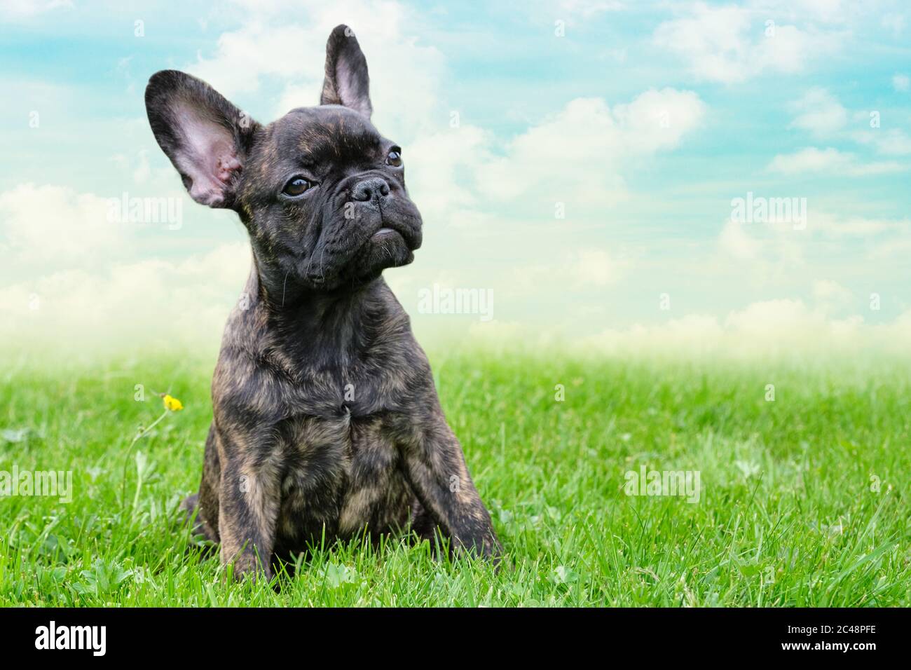 Ein entzückender Welpe braun und schwarz brindle Französisch Bulldog Hund,  vor einem dramatischen Himmel Hintergrund, Composite-Foto Stockfotografie -  Alamy