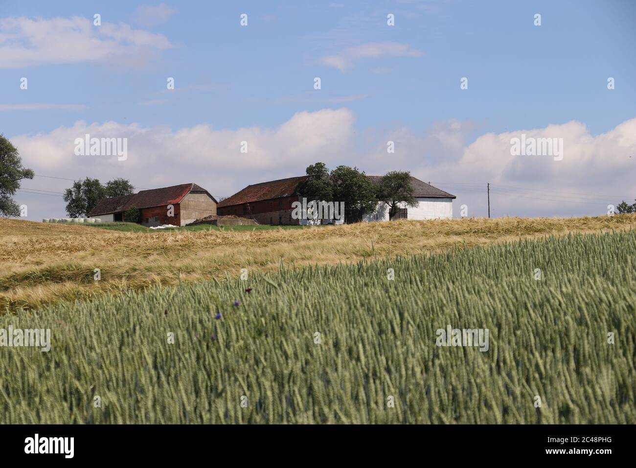 Österreichisches Ackerfeld in der Nähe Bauernhaus Stockfoto