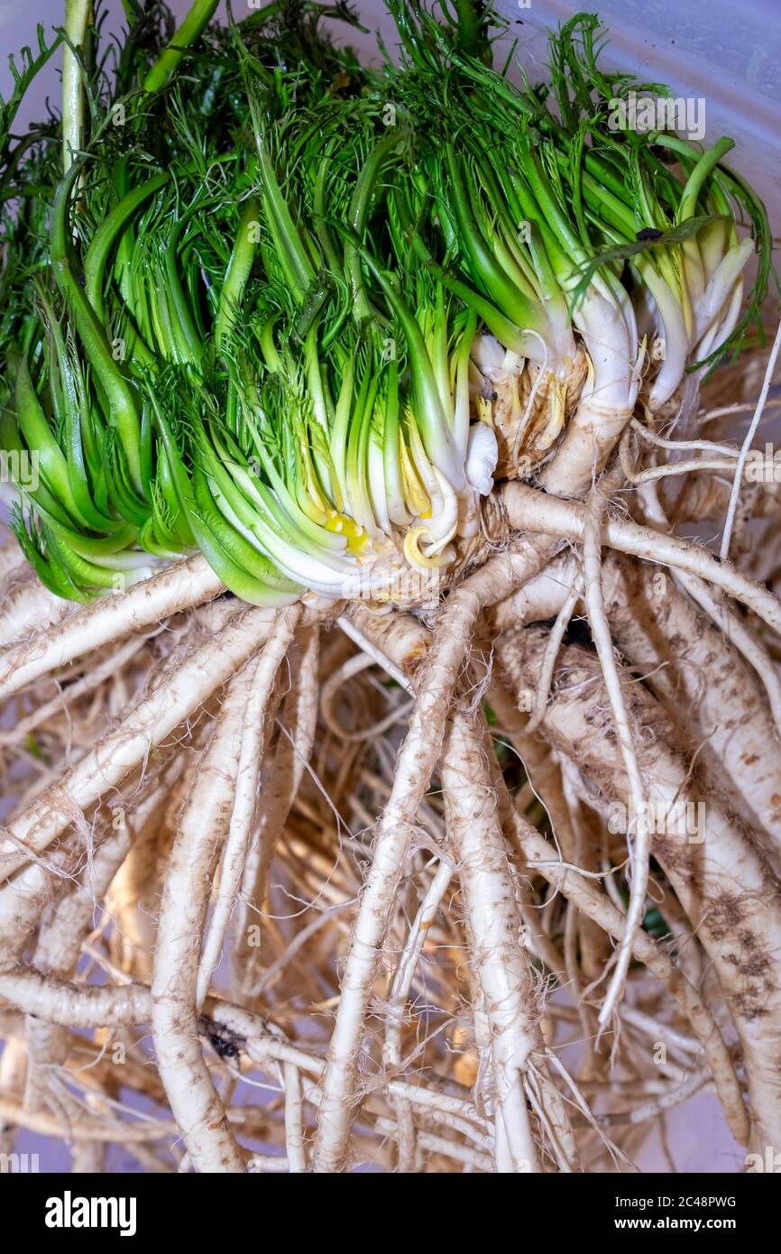 Geerntete und gewaschene Meerrettichwurzel Stockfoto