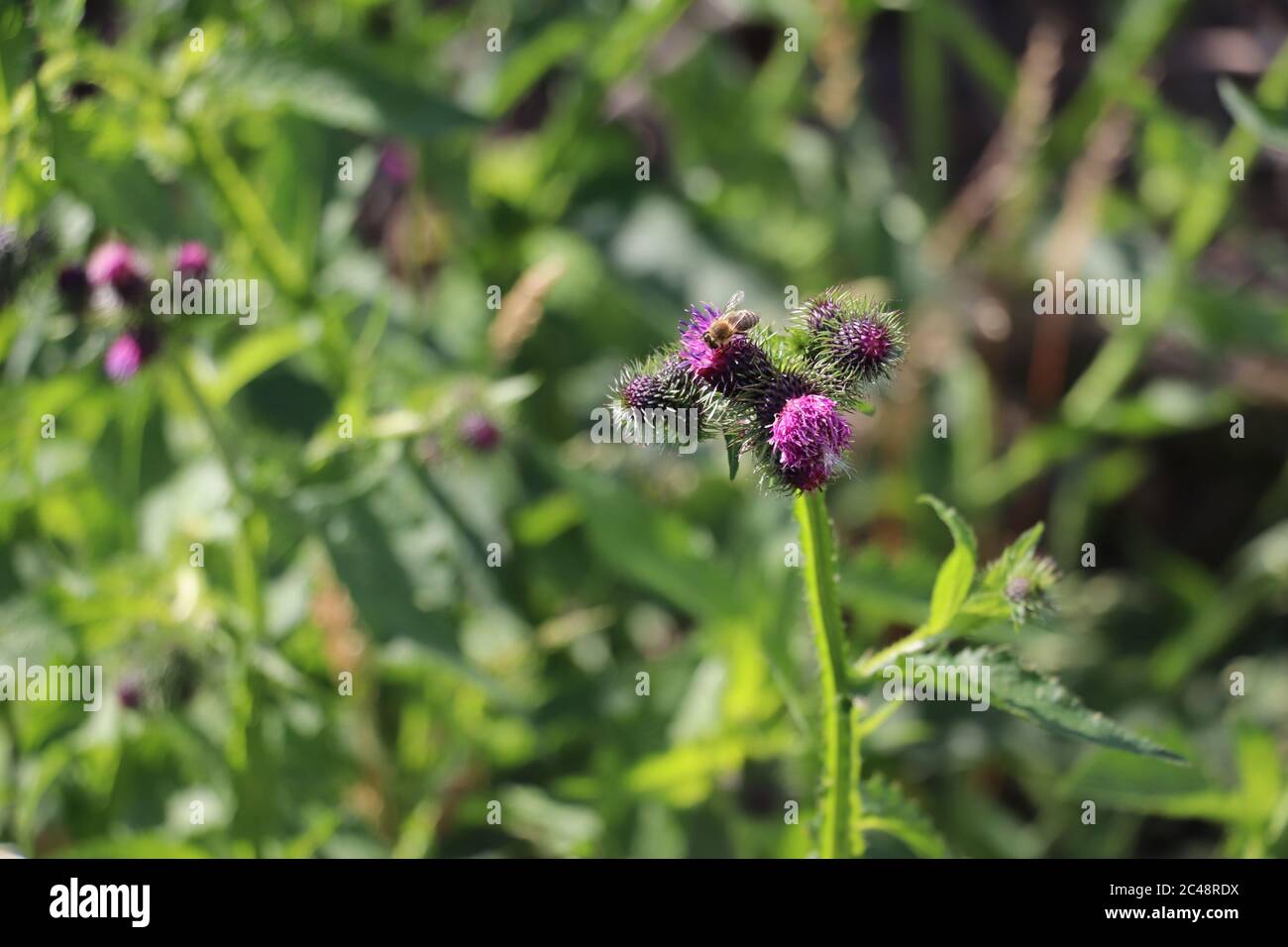 Schöne, unbebaute Wildblume auf einem österreichischen Wildblumenfeld Stockfoto