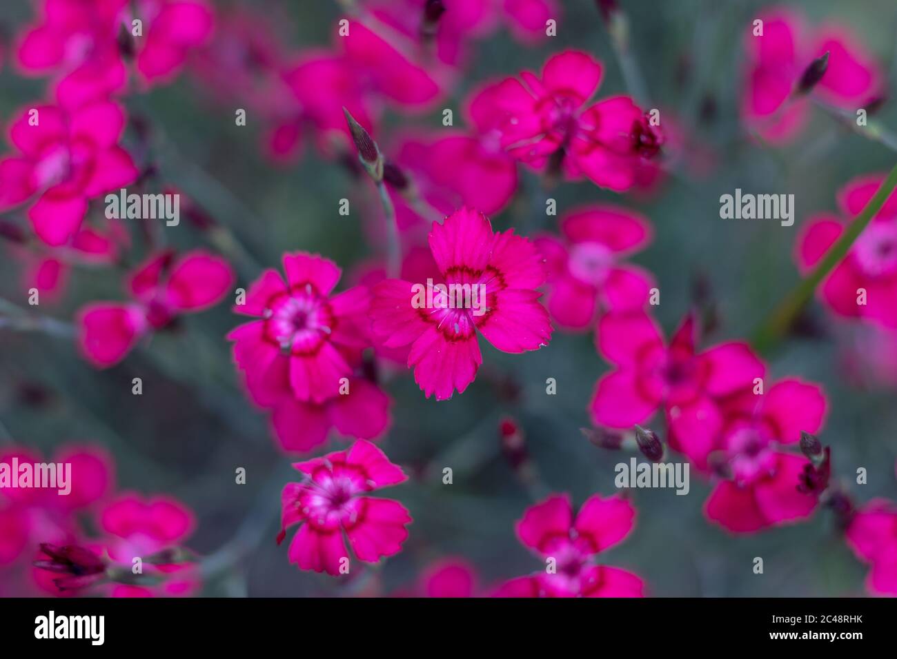 Dianthus deltoides, die Mädchen rosa - rosa Blumen im Garten Stockfoto