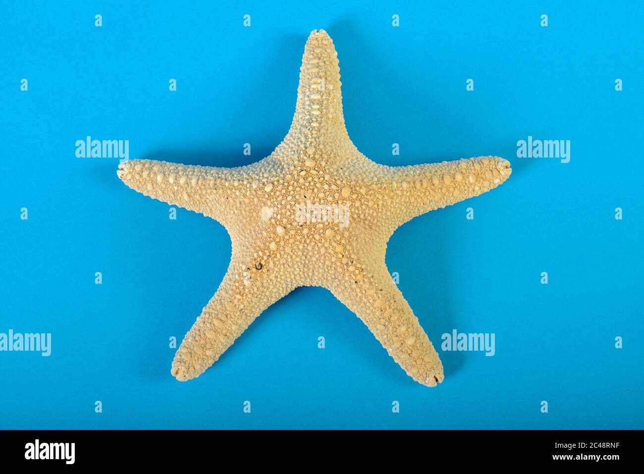 Stillleben eines Seestern auf blauem Hintergrund Stockfoto