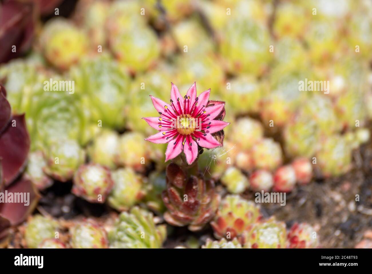 Rosa Blume von Sempervivum arachnoideum allgemein bekannt als Spinnennetz-Hauslauch Stockfoto