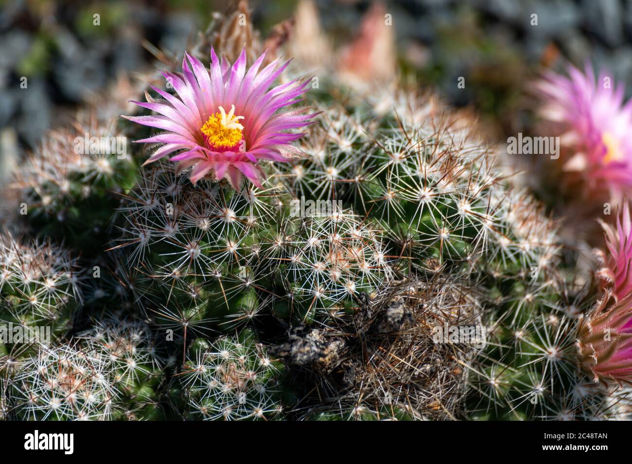 Esboraia vivipara (Spinystar, lebendgebärender Fuchsschwanzkaktus) blüht Stockfoto