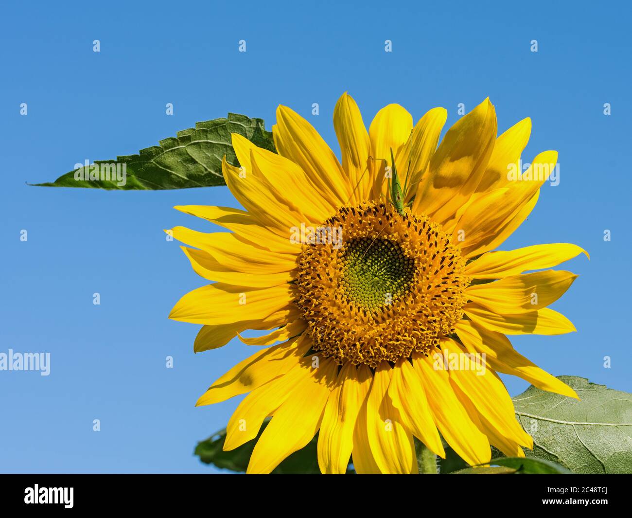 Blühende Sonnenblumen vor blauem Himmel Stockfoto