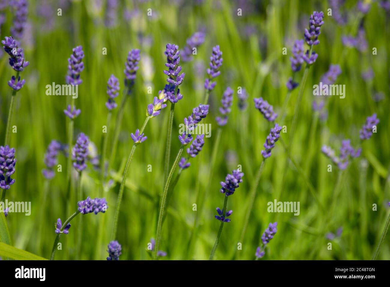Lila Blüten von Lavandula angustifolia, Pflanze allgemein bekannt als Lavendel, echte Lavendel, englischer Lavendel, Garten Lavendel oder schmal-blättrigen Lavendel Stockfoto