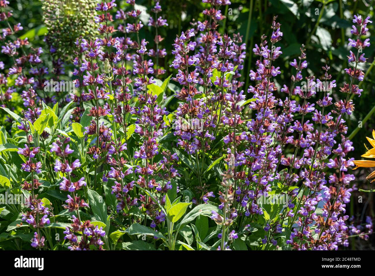 Purpurne Blüten von Salvia officinalis auch als Salbei, Salbei, Salbei im Garten, Salbei im Garten, Salbei im Küchenbereich, Salbei im echten Stil oder Salbei im kulinarischen Stil bekannt Stockfoto