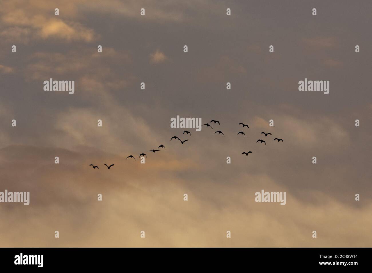 Vögel im Flug vor einem wunderschönen Himmel Stockfoto