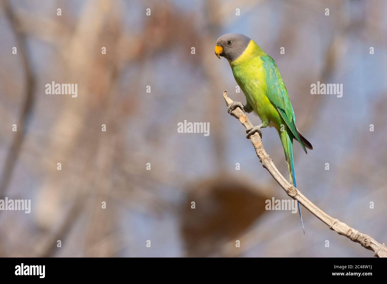 Weiblicher Plumkopfsittich (Psittacula cyanocephala) in Gujarat, Indien Stockfoto