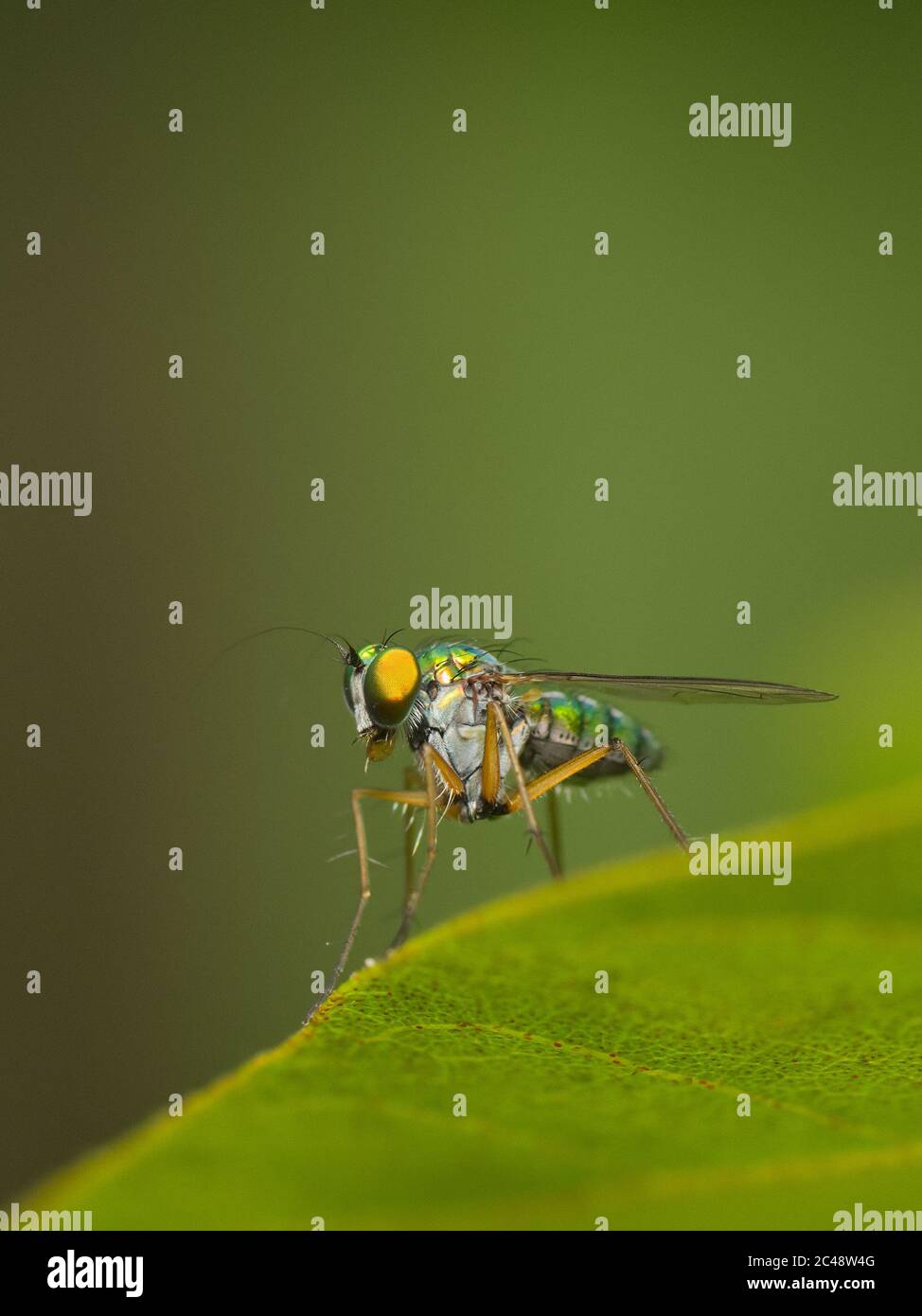 Langbeinfliege Stockfoto