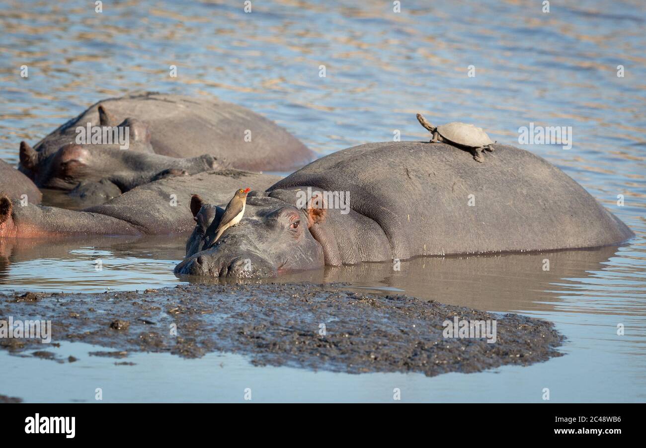 Ruhepol im Wasser mit einem Nilpferd, der wach aussieht, mit einem Rotschnabel-Ochspecht, der auf seinem Gesicht sitzt, und einer Schildkröte, die auf dem Rücken in Kruger sitzt Stockfoto