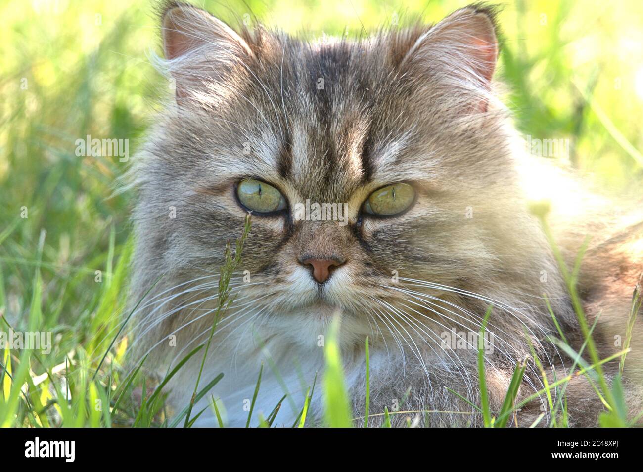 Perser Mischling Stockfotos und -bilder Kaufen - Alamy