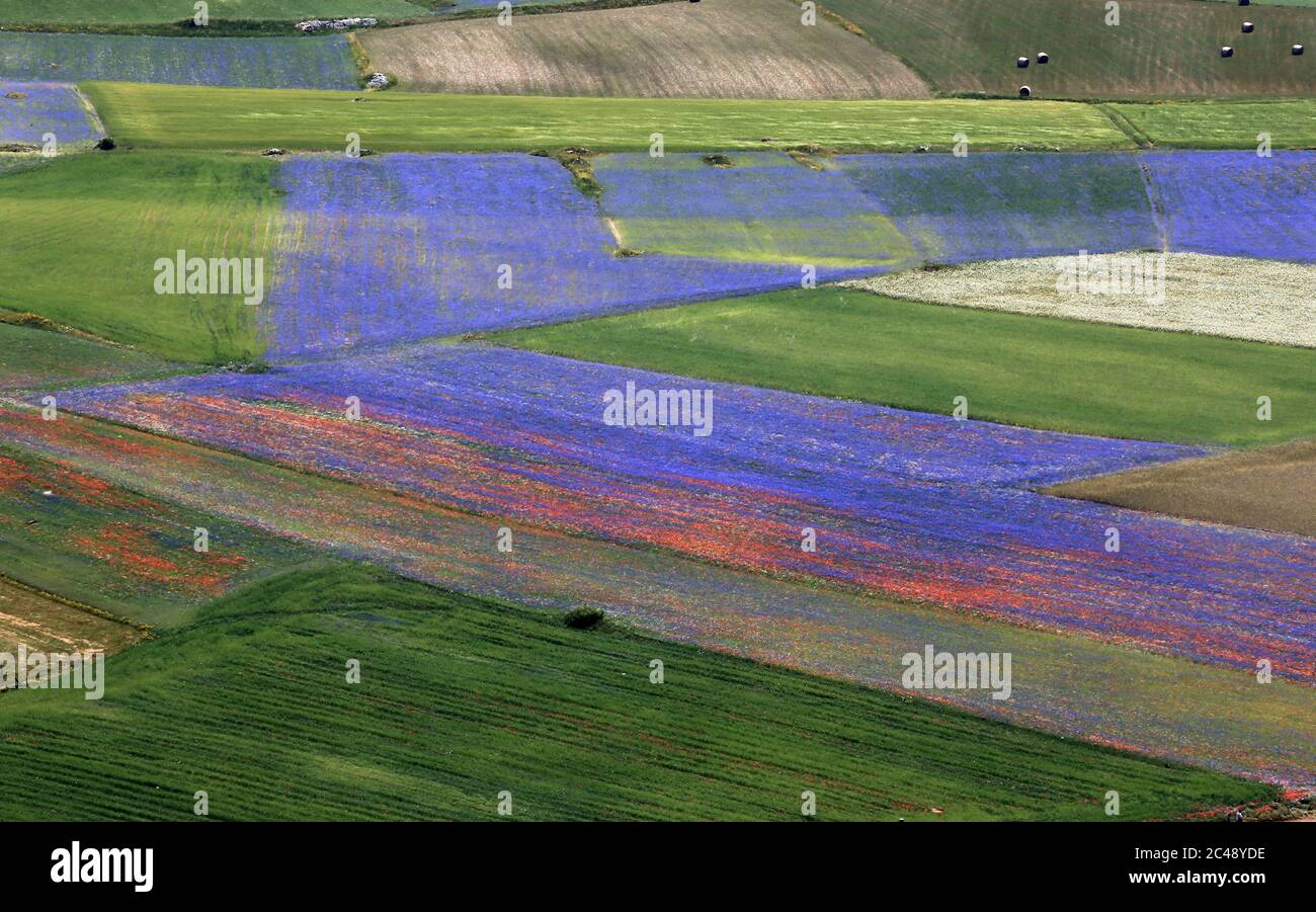 Blick auf den Pian Grande di Castelluccio di Norcia und seine Blüte Stockfoto