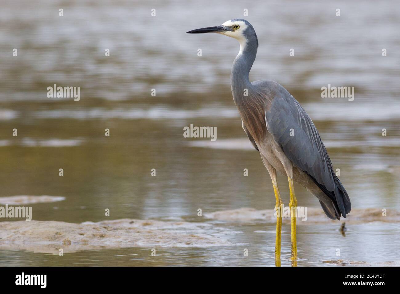 Weißgesichtige Reiher (Egretta novaehollandiae), die im Wasser am Rand einer Sandbank stehen. Hastings Point, NSW, Australien. Stockfoto