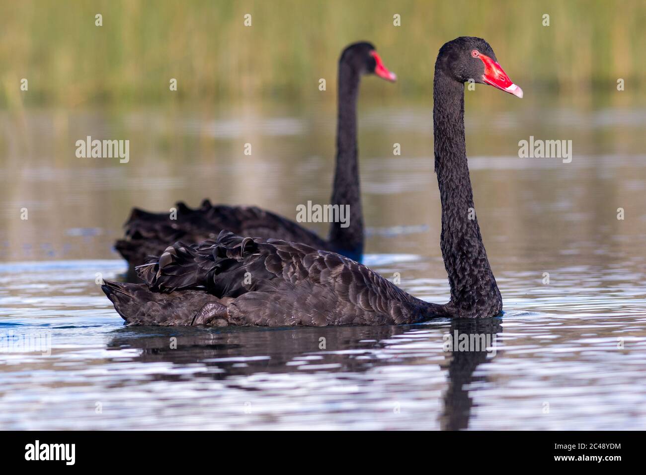 Schwarzer Schwan (Cygnus atratus) am Cudgen Lake, NSW, Australien Stockfoto