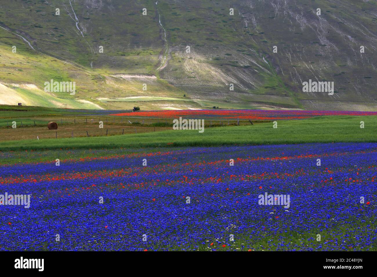 Blick auf den Pian Grande di Castelluccio di Norcia und seine Blüte Stockfoto