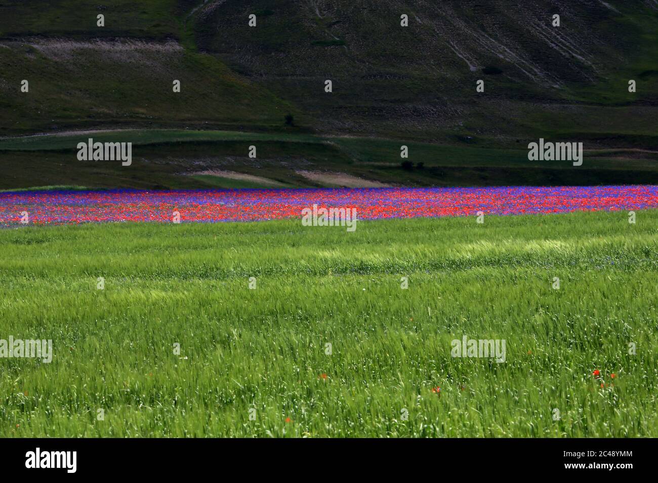 Blick auf den Pian Grande di Castelluccio di Norcia und seine Blüte Stockfoto