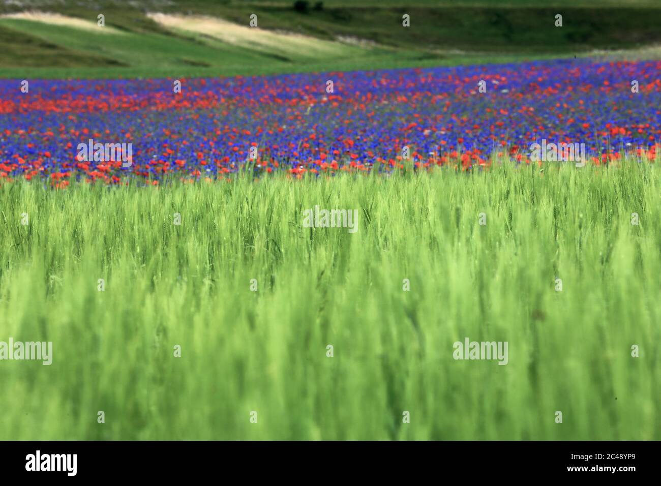 Blick auf den Pian Grande di Castelluccio di Norcia und seine Blüte Stockfoto