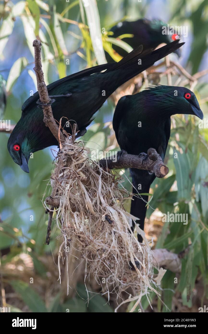 Ein Paar metallischer Starlinge (Aplonis metallica), die ein Nest bauen. Cairns, Queensland, Australien Stockfoto