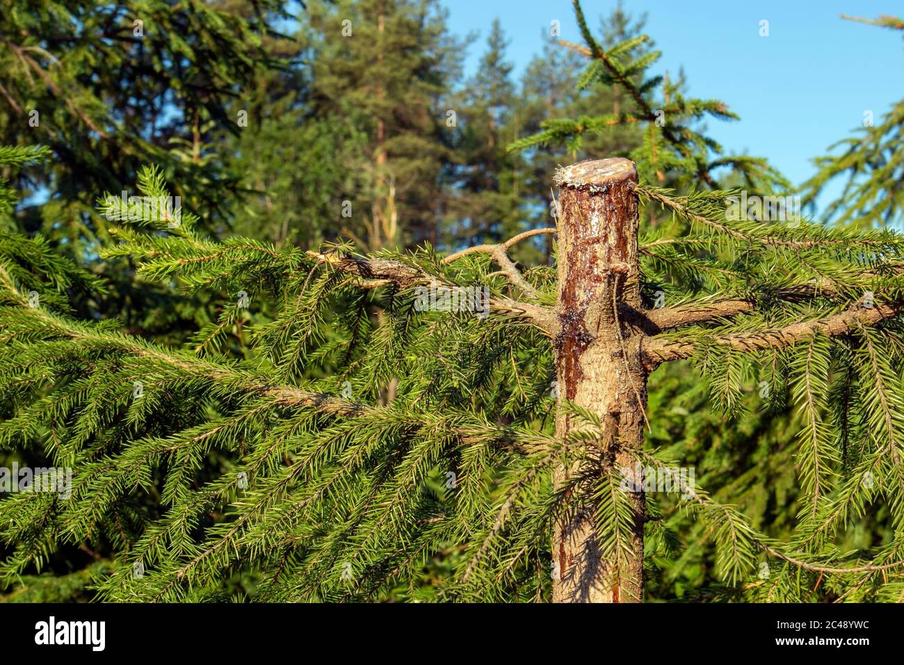 Frisch geschnittener junger Fichtenstamm mit fließendem Harz Stockfoto
